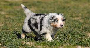 8 Week Old Australian Shepherds Bringing Home Your Happy Puppy