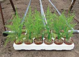 Growing Asparagus From Seeds Garden Season Planting Guide Growing Asparagus Asparagus Plant Growing Asparagus From Seed