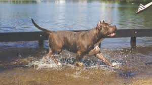 View the top 5 pitbull toys of 2021. Best Indestructible Dog Toys For Pitbulls In 2021 August Updated