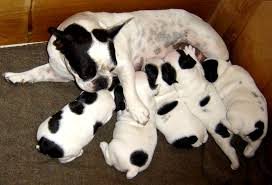 6 are goldfish beautiful pets? Dog Breeding Wikipedia