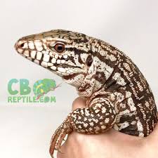 Argentine Red Tegu For Sale Baby Argentine Tegus For Sale They have a mottled black and white coloration that often is arranged into a banding pattern across the back and tail.