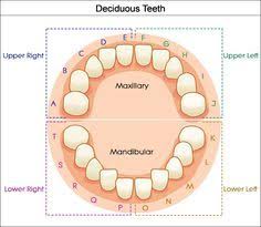 Baby Tooth Chart Letters Dental Assistant Tooth Chart