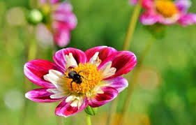 Check spelling or type a new query. 28 Delightful Flowers That Attract Bees To Your Garden