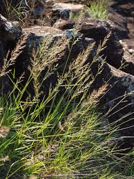 Image result for Arundinella