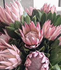 Pin By Christelle Carstensen On Protea Pics Protea Flower Protea Art Beautiful Flowers
