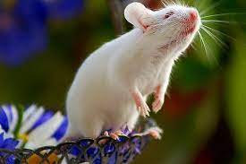 pin by iruha i talyaba on fairyville the blue district animals ferret