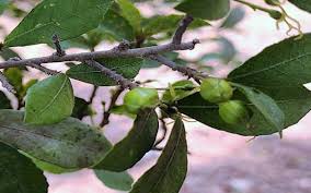 Image result for Streblus