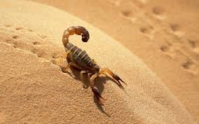 هذه الوثيقة قابلة للتجديد بشكل دائم أي أنها تسمح لك الإقامة في روسيا مدى الحياة و تعتبر مؤهل قانوني للحصول على الجنسية الروسية. ØªÙØ³ÙŠØ± Ø±Ø¤ÙŠØ© Ø§Ù„Ø¹Ù‚Ø±Ø¨ ÙÙŠ Ø§Ù„Ù…Ù†Ø§Ù…