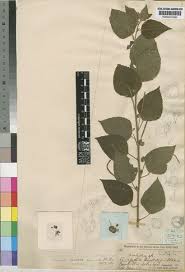 Image result for Acalypha bipartita