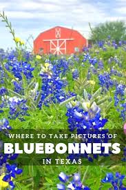 Check spelling or type a new query. Where To Take Pictures Of Bluebonnets In Texas It S Not Hou It S Me