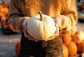 Maybe you would like to learn more about one of these? 45 Best Pumpkin Quotes And Puns Funny Sayings About Pumpkins For Halloween