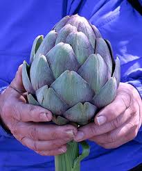We guarantee top quality, low prices and quick delivery. Artichoke Opera Buy Online At Annie S Annuals Perennials Artichoke Artichoke Flower Perennial Plants