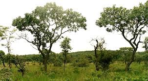 Image result for Terminalia mollis