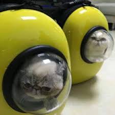 Maybe you would like to learn more about one of these? Makanan Kucing Yang Daging Untuk Kucing Rm7 Sekilo