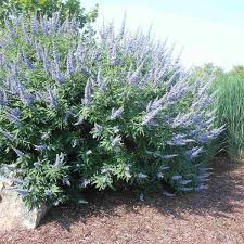 Image result for Vitex congolensis