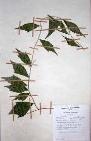 Image result for Pyrenacantha kirkii