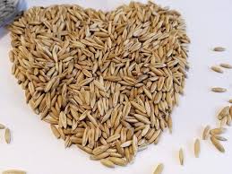 Image result for Avena sativa