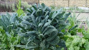 We did not find results for: Time To Shop Seeds For Your Winter Garden