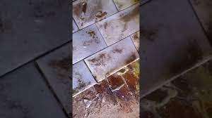fayans seramik pas sokucu pasta seramik