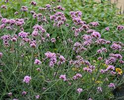Rhs plants for pollinators plants. Verbena Lollipop Bluestone Perennials