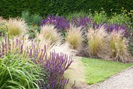 Check spelling or type a new query. Pin By Joyce Gaa On Garden Inspiration Ornamental Grass Landscape Stipa Tenuissima Prairie Planting