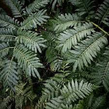 Image result for Ptisana