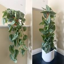 92 lowes jobs available in rancho cucamonga, ca on indeed.com. 10 Micans And 25 Exotica At Lowe S Rancho Cucamonga Ca Plantwatch