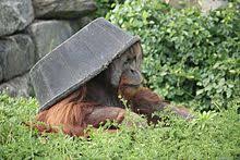 Terdapat tujuh pulau tempat rehabilitasi orangutan di area ini, dua diantaranya dibuka untuk wisatawan umum, yaitu pulau enam dan pulau lima. Orang Utan Wikipedia Bahasa Melayu Ensiklopedia Bebas