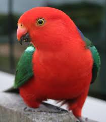 Bird With Red Neck The Blue Band That Lies Within The Red And Green Colour On Back Neck Make These Parrots One Of The Most Beautif Australian Native Birds Parrot Australian Birds