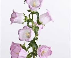 Campanula Canterbury Bells Tall Stems Of Bell Shaped Blooms Available In Blue Pink White Or Purple Azalea Flower Campanula Flowers Campanula