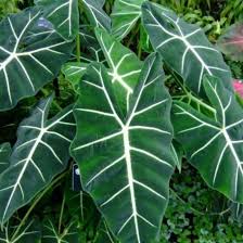 Di indonesia terkenal delapan jenis sri rejeki yang dikembangbiakkan, ada yang namanya bidadari, pride of sumatera, sinar bulan, dud anjamani, legacy, red kochin, lipstik, dan lady. Jenis Tanaman Hias Keladi Neon Shopee Indonesia