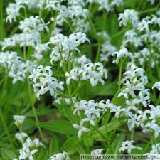 Image result for Galium stenophyllum