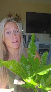 This is my crocodile fern. it grows great right in my bathroom where it  doesn't get it with direct sunlight. Keep this plant moist! spray the  #leaves #plantsoftiktok #plantlife #plants #plantlover ...