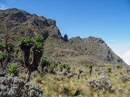 Image result for Carex runssoroensis