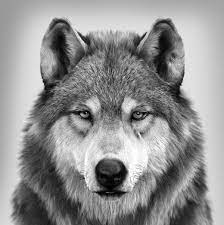 Artstation Wolf Portrait Different Angle Massimo Righi Wolf Photography Wolf Spirit Animal Wolf Images