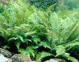 Check spelling or type a new query. How To Use Ferns In Your Garden Or Landscape Longfield Gardens