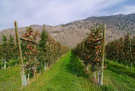 Locuri de munca in canada. Ocazie UnicÄ Locuri De MuncÄ In AgriculturÄ In Canada