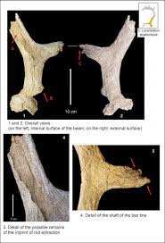 An Osseous Industry Dated From The Last Glacial Maximum The Special Case Of The Le Colombier Assemblage In Chezy Sur Marne Aisne France