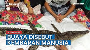 Jika kamu dikejar buaya yang kulitnya mengelupas. Tribun Timur Berita Online Makassar Viral Video Buaya Dianggap Jadi Jadian Dipelihara Dalam Rumah Disebut Kembaran Manusi Facebook