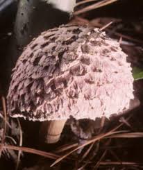 Image result for Xerocomellus diffractus