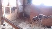 It was oliver's first siring and april's fourth pregnancy; Johari Oliver Giraffe Cam Animal Adventure Park Youtube