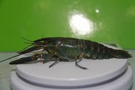 Check spelling or type a new query. Boss Lobster Air Tawar Crayfish Udang Kara Air Tawar Facebook