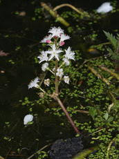 Image result for Menyanthaceae