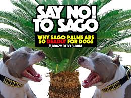 If ingestion has just occurred and symptoms are not present, vomiting may be induced by a doctor using activated charcoal may also be used to absorb the poison in the stomach. Crazy Rebels Blog Tagged Hot Topics Crazyrebels Com