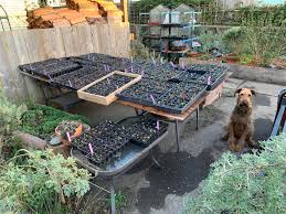 Image result for Nesaea sarcophylla