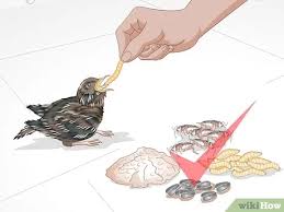 Uninjured baby birds with feathers should be left alone. How To Feed Wild Baby Birds With Pictures Wikihow