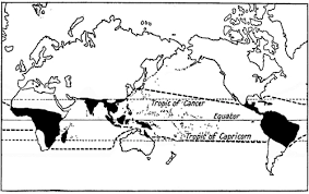 Image result for Lomariopsis warneckei