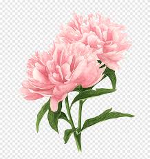 Tree peonies are deer resistant and fairly drought tolerant once established. Pink Peonies Illustration Flower Drawings Tree Peony Watercolor Painting Painting Botany Flower Arranging Png Pngegg