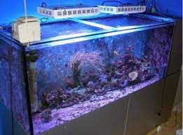 Pin By Lead Lighting On Led Grow Lights Aquarium Lighting Led Aquarium Lighting Fish Tank
