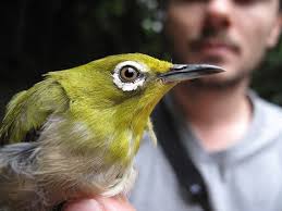 Meet the lab — > Herman L Mays Jr PhD